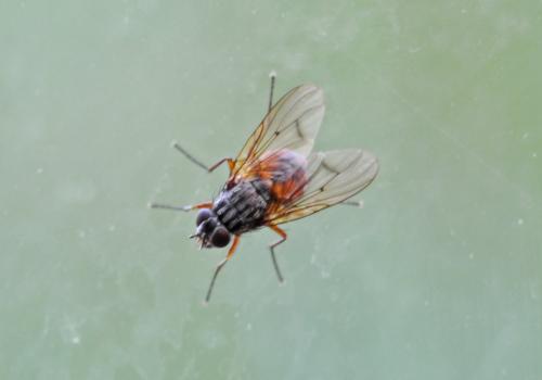 Phaonia subventa